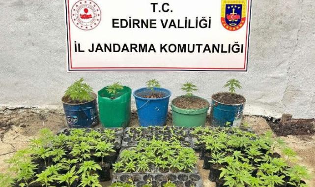 Keşan’da kaçak kenevir tarlası ele geçirildi