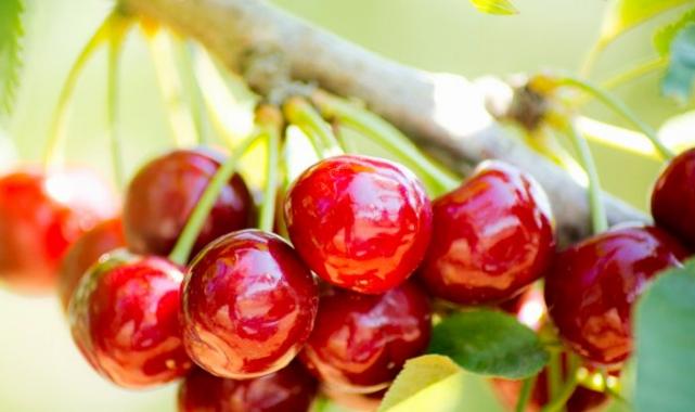 Kirazdaki ihracat hedefi 300 milyon dolara yükseldi