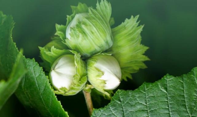 945 milyon TL’lik tarımsal destekler yatırılıyor