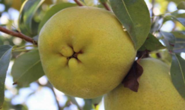 Armudun her çeşidi tattırılacak… Gürsu mutfağı görücüye çıkıyor