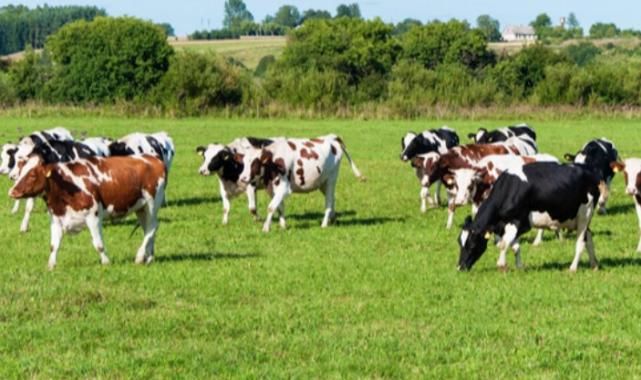Bakanlıktan kurban sevki açıklaması