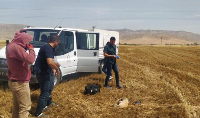 Biçerdöverin altında kalan köpek hayatını kaybetti