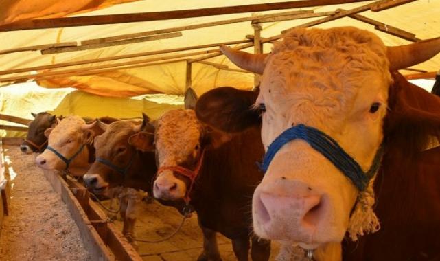 Bursa Gemlik’te kurbanlıklara pazar düzenlemesi