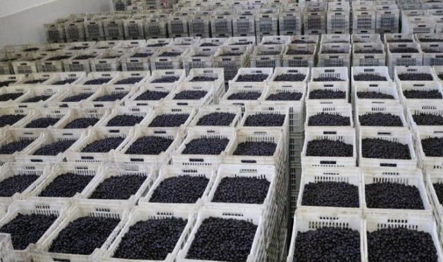 CHP’li vekil Bülbül, zeytin üreticilerinin sesi oldu