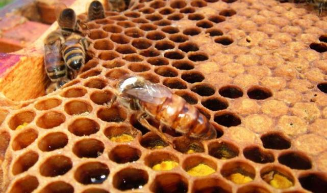 İklim değişikliği bal arılarını etkiledi!