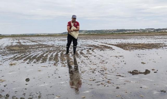 İpsala’da çeltik ekimi tamamlanıyor… Pirinç ihtiyacının yüzde 41’ini karşılayacak