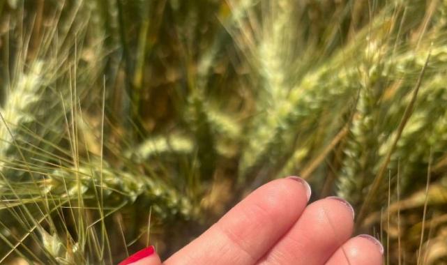 İpsalalı üreticilere buğdaylarda süne uyarısı!