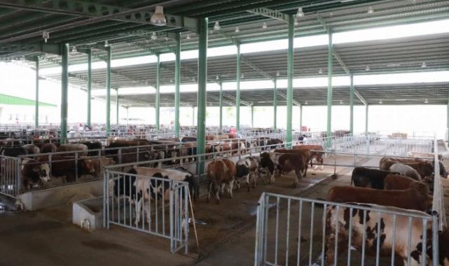 İzmit’te Modern Hayvan Pazarı’nda satışlar 27’sinde başlıyor