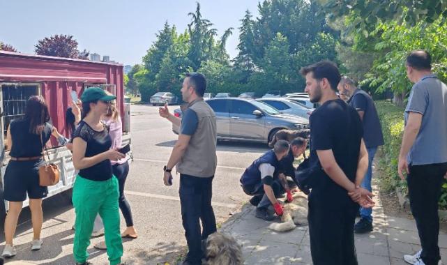 İzmit’teki saldırgan köpeklere ortak müdahale