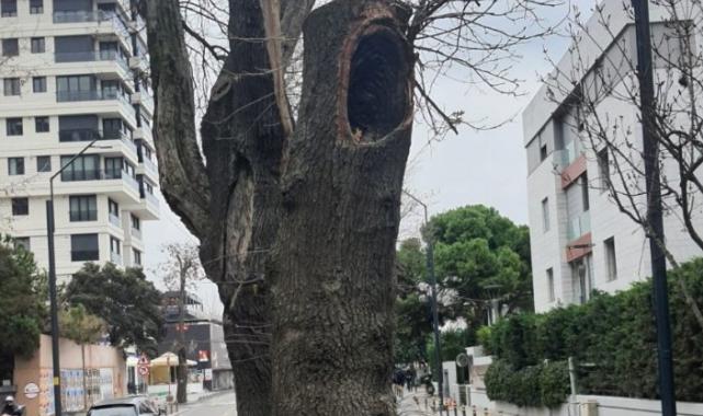 Kadıköy’de hasta ağaçların yerine yenileri dikilecek