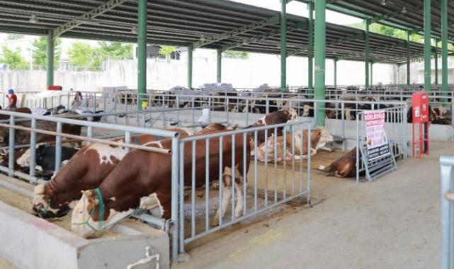 Kocaeli’de kurban satışı için ön kayıtlar başladı