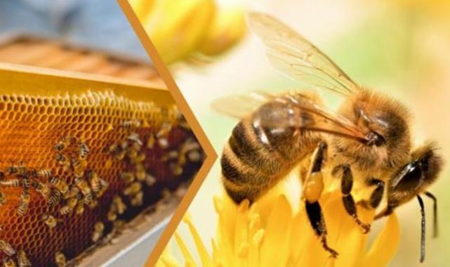 Kovan başı ilave destek geliyor