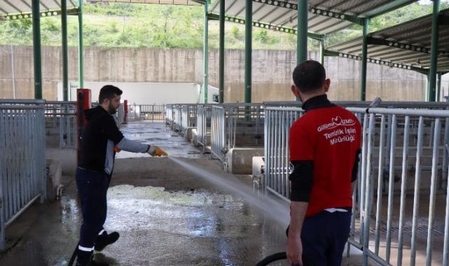 Modern Hayvan Pazarı, Kurban Bayramı’na hazırlanıyor