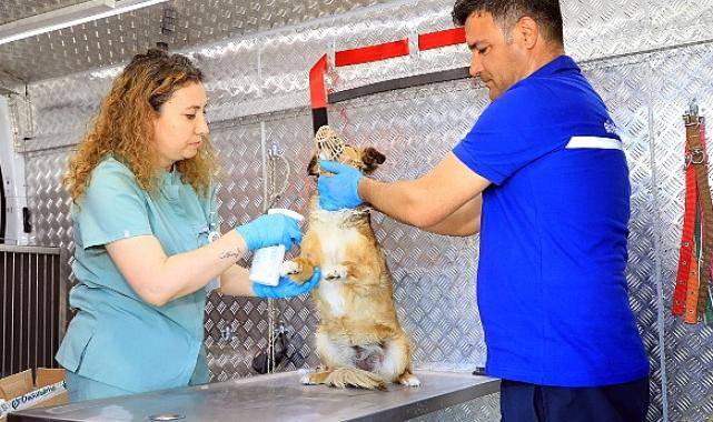 Muğla Büyükşehir’in sokak hayvanları için acil müdahale aracı ilçelerde hizmete başladı