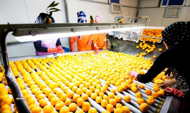 Narenciye ihracatının lideri mandalina