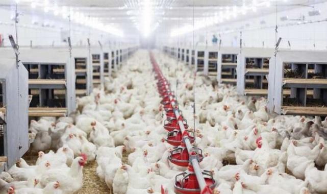 Tavuk yumurtası üretimi yüzde 3,6 arttı