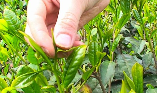 Tomurcuk çay alım fiyatı belli oldu