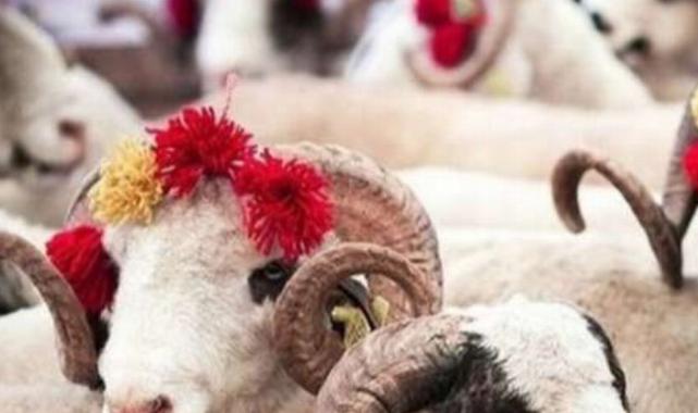 Türk Kızılayı’nın kurban vekalet fiyatları belli oldu