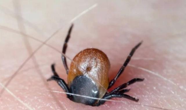 Yaz aylarının kabusu geri döndü