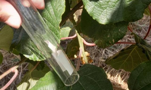 6 bin Samuray Arısı Bursa’da doğaya salındı