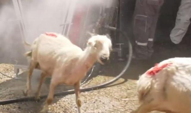 Ankara’nın kırsalındaki küçükbaş hayvanları Büyükşehir yıkıyor