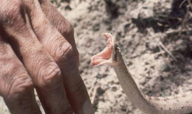Düzce Yığılca’da yılan paniği!