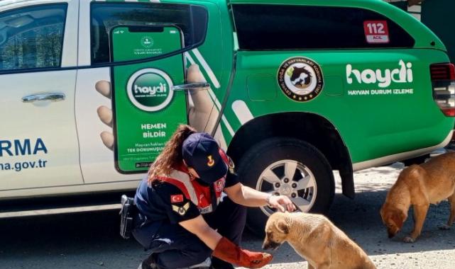 Edirne Jandarma Komutanlığı yaz sıcaklarında can dostları unutmuyor