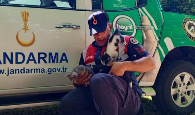 Edirne jandarma, yardıma muhtaç yavru kedileri besledi!