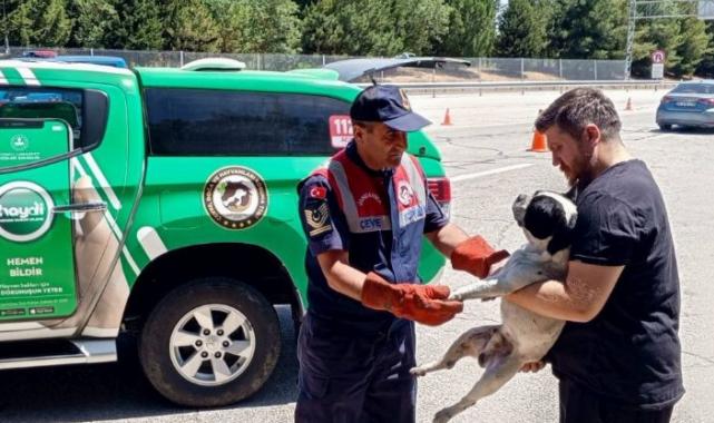 Havsa’da jandarma yaralı köpeği kurtardı