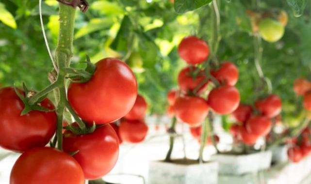 Her yıl 385 milyon kalıntı zehirlenmesine son!