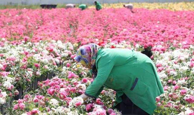 İstanbul’da gül mevsimi başlıyor