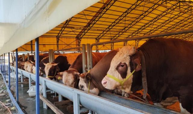 İstanbul’da ‘Kurban Timi’ kuruldu