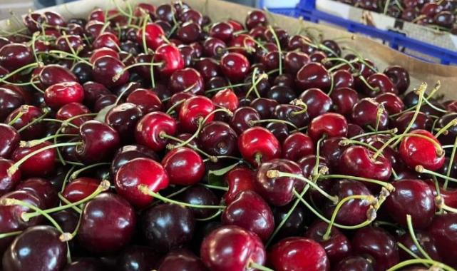 Keles Kirazı hasadı başladı! İşte ihracat fiyatı…