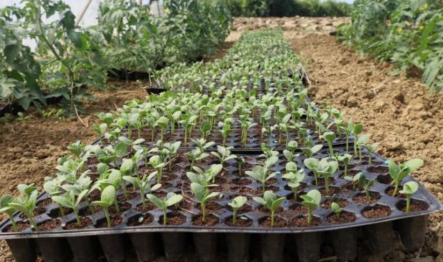 Kocaeli’de atıl arazilerde karpuz yetişecek… Karpuz tohumları toprakla buluştu