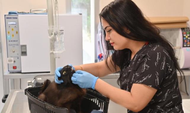 Manisa’da kısırlaştırılan kedi sayısı 2 bine ulaştı