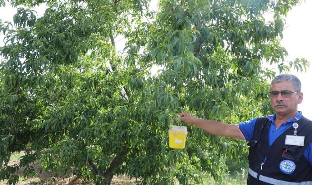 Narenciye ihracatına Muğla Büyükşehir desteği