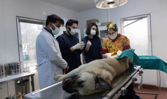 Osmangazi’den hem toplumu hem de hayvanları koruyan çalışma