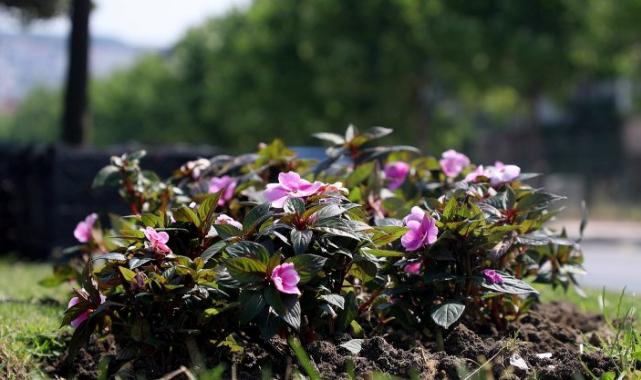 Sakarya bayramda çiçek bahçesine dönecek