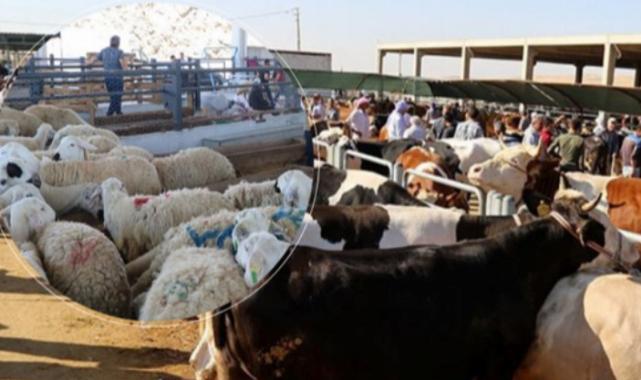 Satılamayan kurbanlıkları ESK alacak