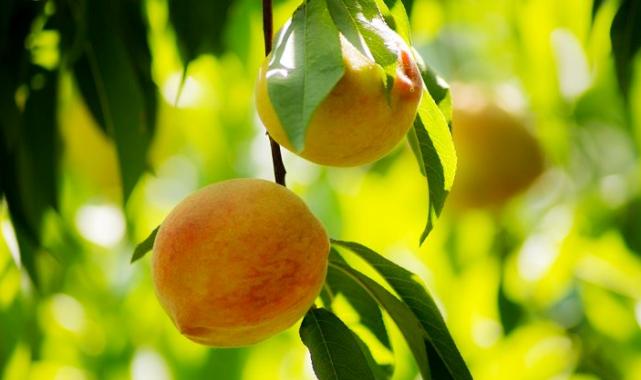 Şeftali ve nektarin ihracatı 250 milyon dolara koşuyor