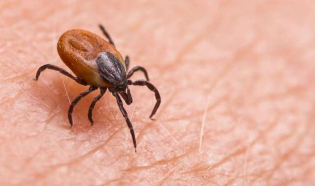 Sivas’ta kene vakaları artıyor… Dikkat!