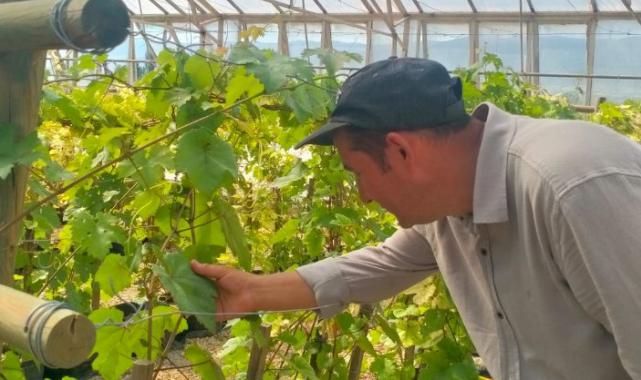 Tokat’ta dirençli üzüm çeşidi geliştirildi