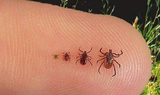 Uzmanından KKKA hastalığı uyarısı