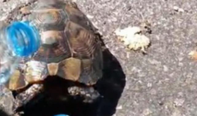 Yangında mahsur kalan kaplumbağayı Kayseri İtfaiyesi kurtardı