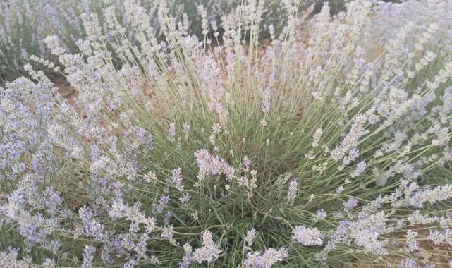 Yenimuhacır lavanta bahçesi ile tanıştı