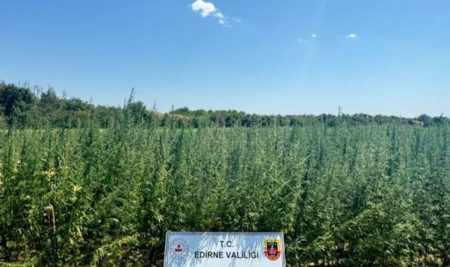 2 milyondan fazla kök kenevir bitkisi yakalandı