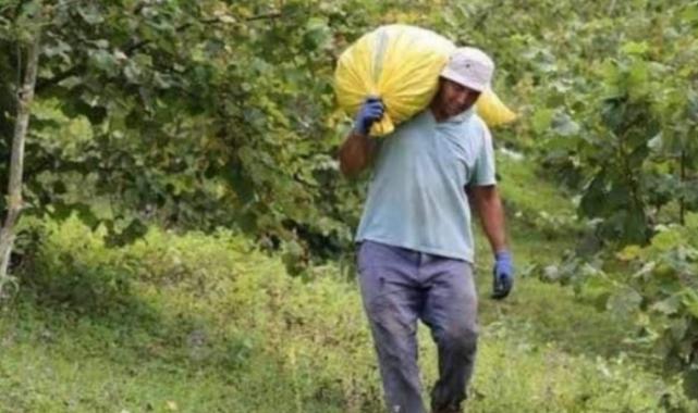 2024 fındık yevmiyeleri belli oldu 