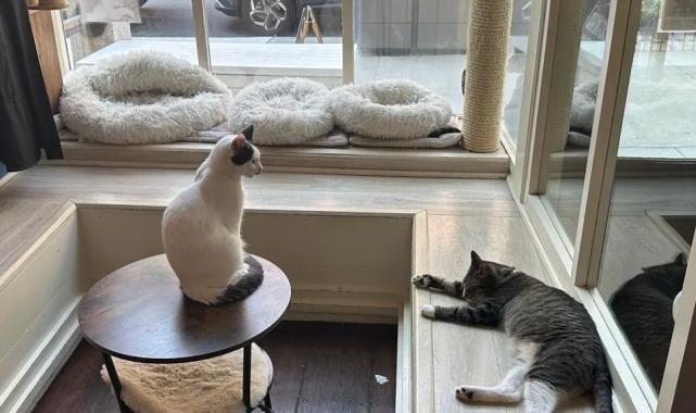 ABD’de kedi sevmeyi özleyenlerin adresi