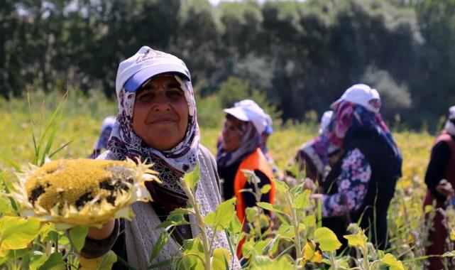 Ayçiçeği hasadı başladı ama çiftçiler verimi alamıyor!