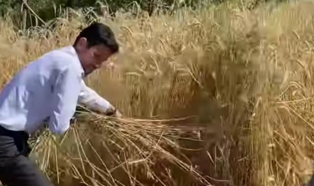 Başkan Turhan orakla ekin biçti